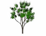 Tree growth 3